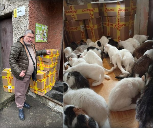 Передали корм для котиків